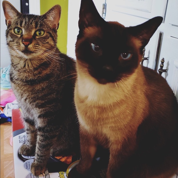 Meet your Posher, Kellen - Picture 4 of 7